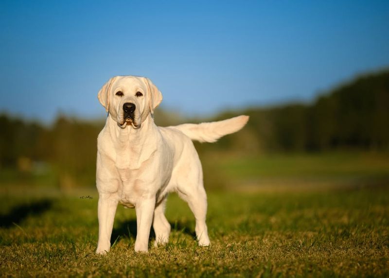 Labrador Retriever