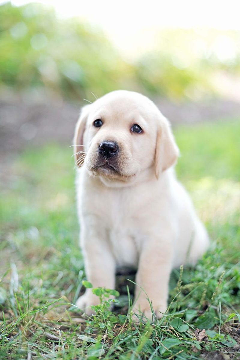 Labrador Retriever