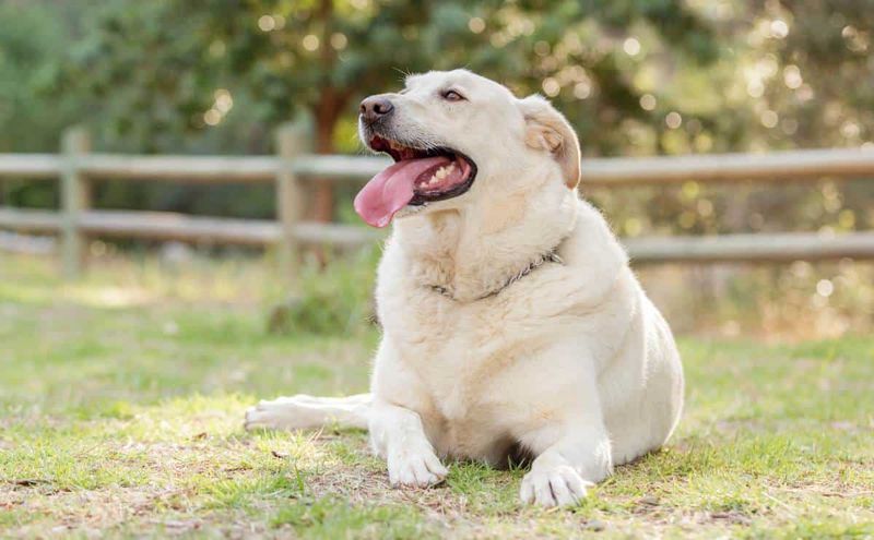 Labrador Retriever - Obesity