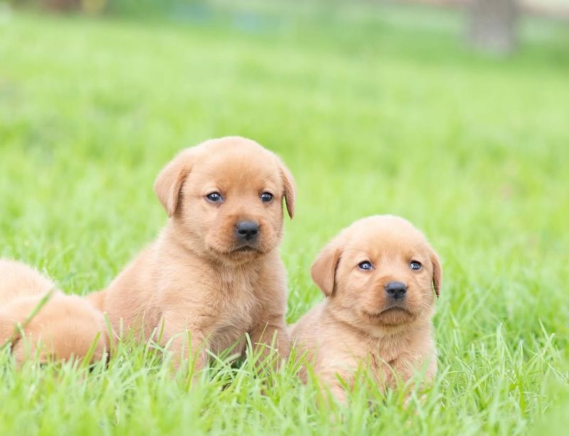 Labrador Retriever Puppy