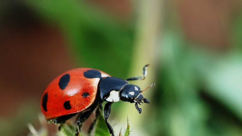 Ladybug