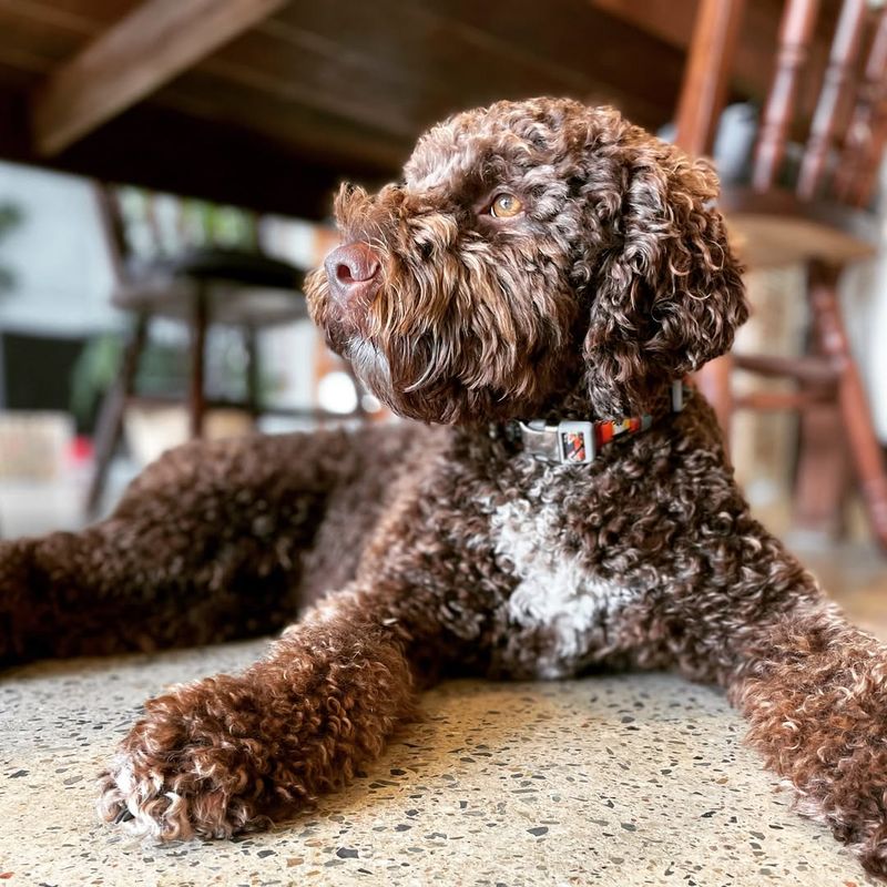 Lagotto Romagnolo