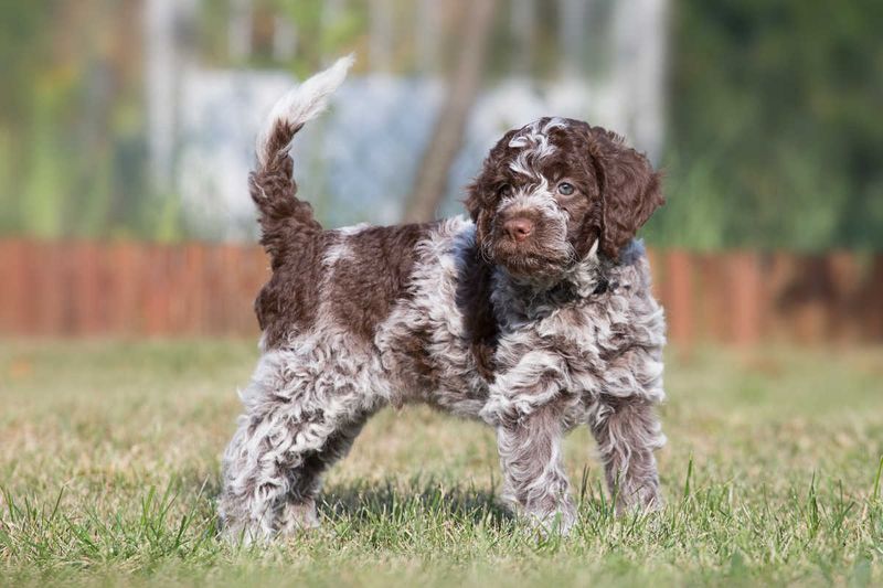 Lagotto Romagnolo