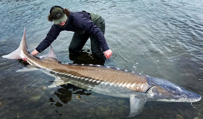 Lake Sturgeon