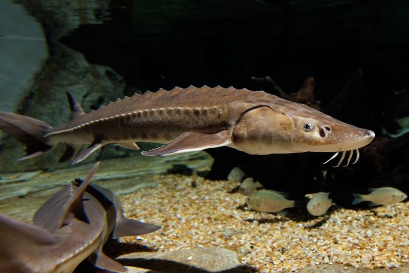 Lake Sturgeon