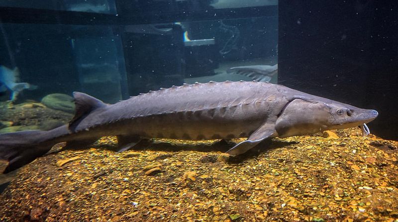 Lake Sturgeon