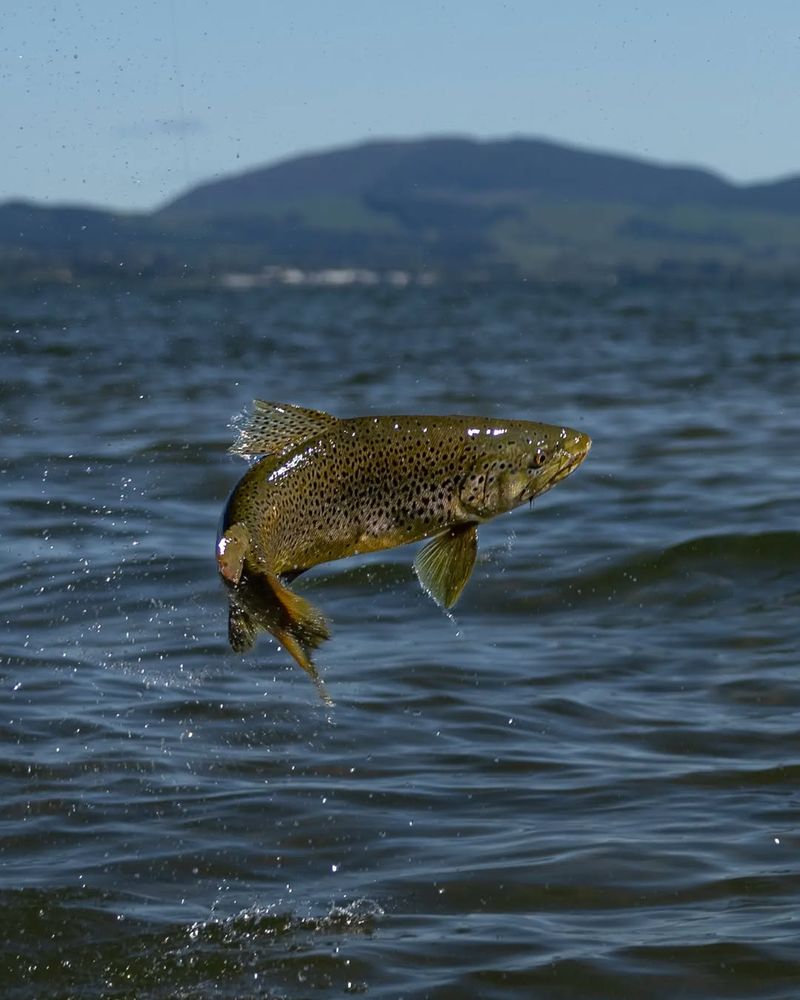 Lake Trout