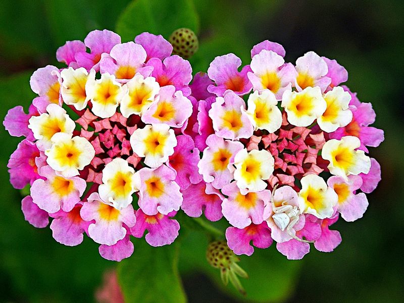 Lantana