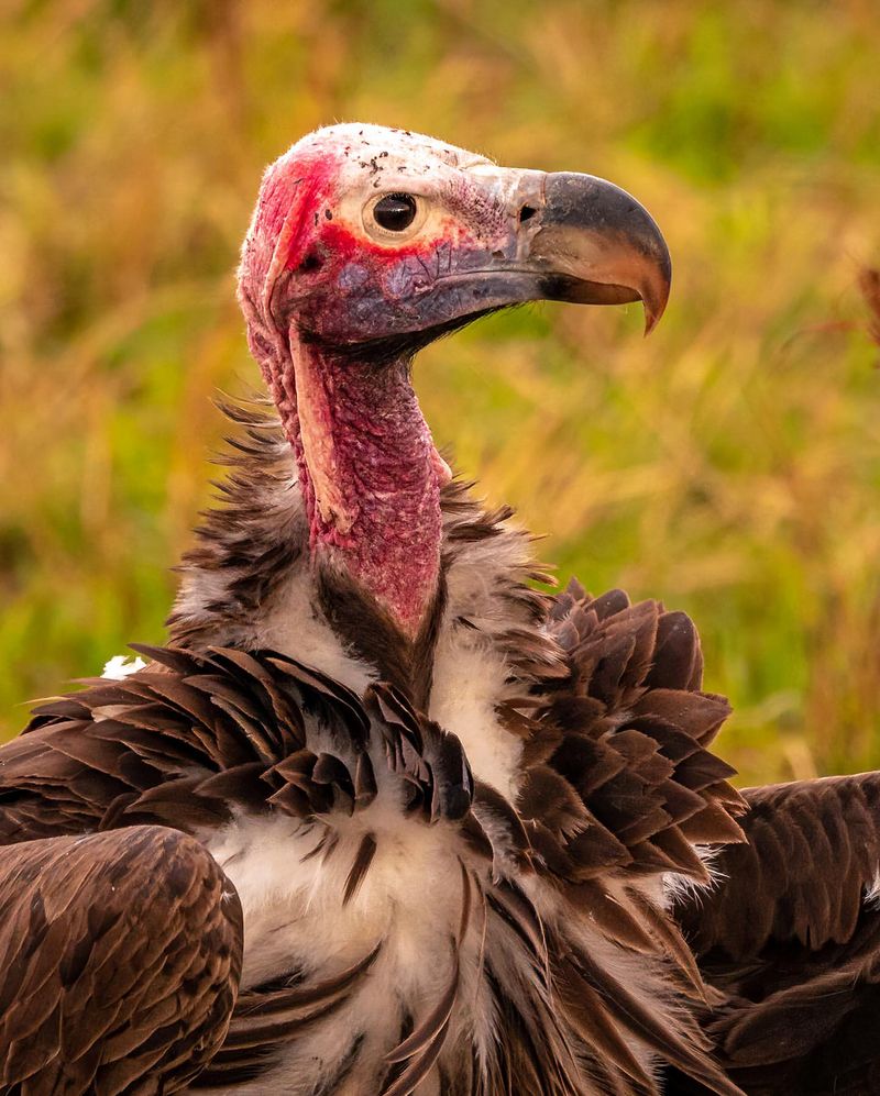 Lappet-faced Vulture