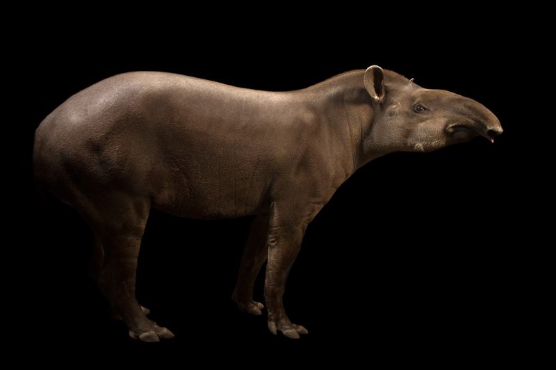 Largest Land Mammal in South America