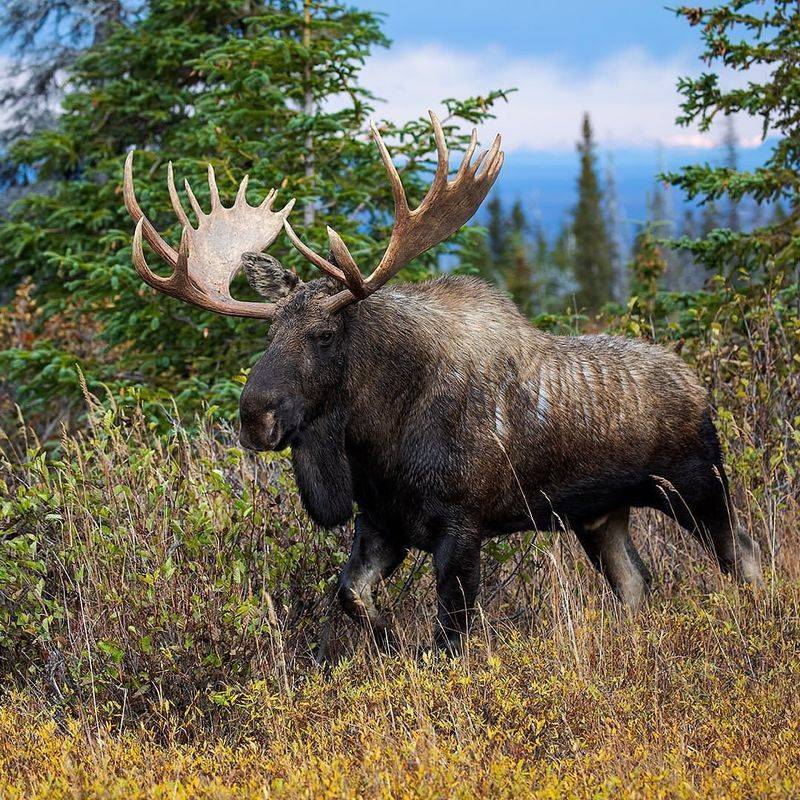 Largest Moose Ever in Alaska