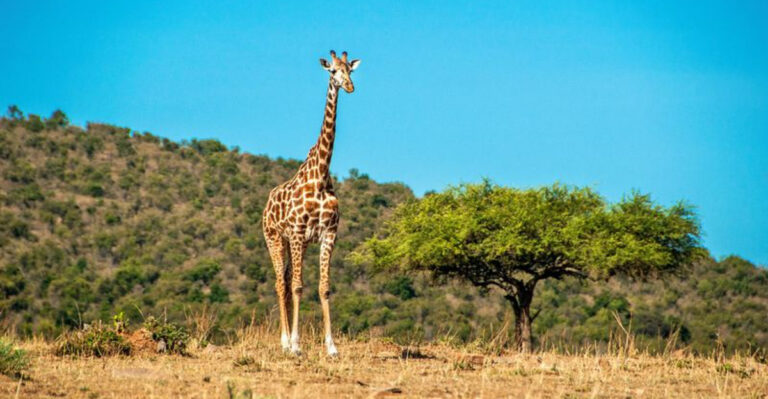 Largest Safari Animals In The World