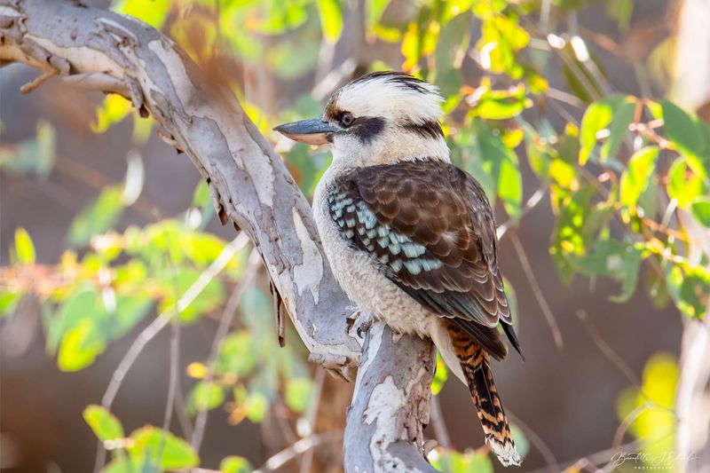 Laughing Kookaburra