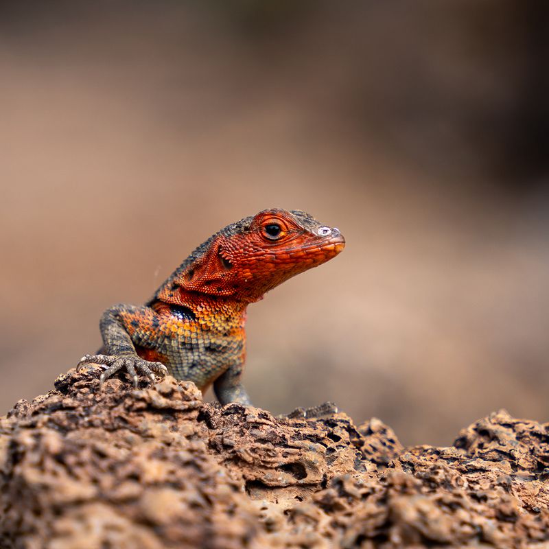 Lava Lizards