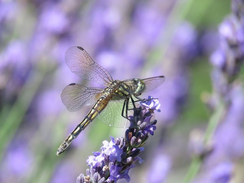 Lavender