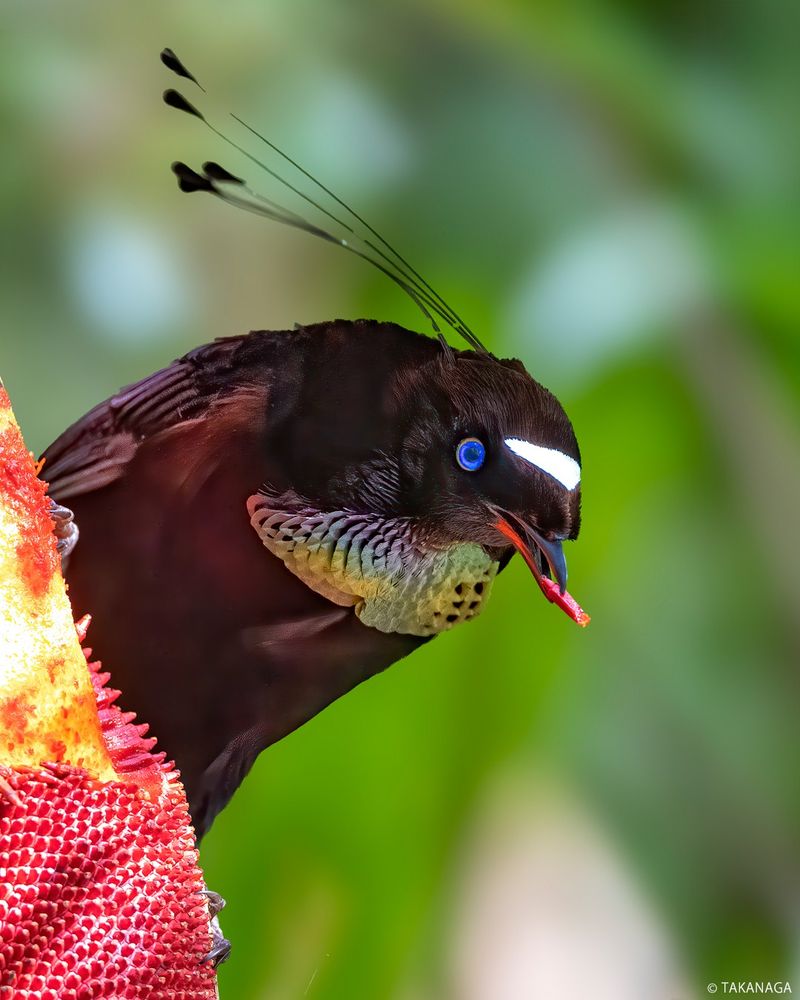 Lawes's Parotia