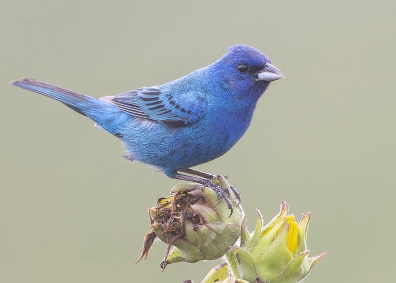 Indigo Bunting