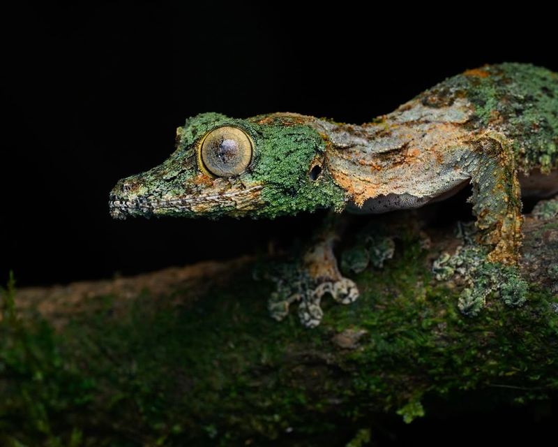 Leaf-Tailed Gecko