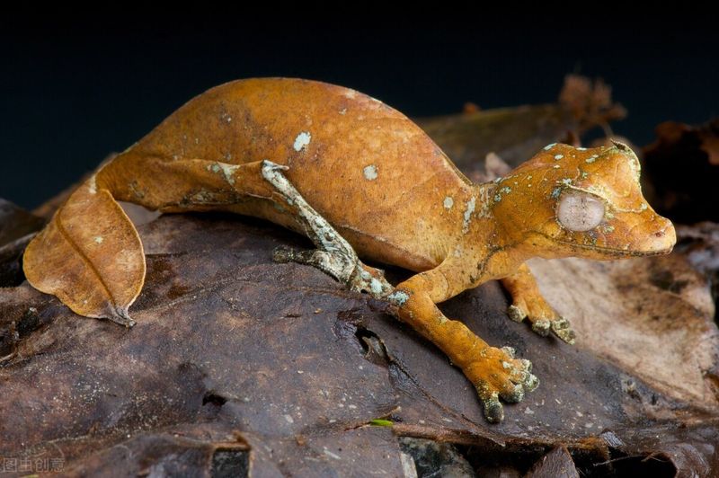 Leaf-Tailed Gecko - The Master of Disguise