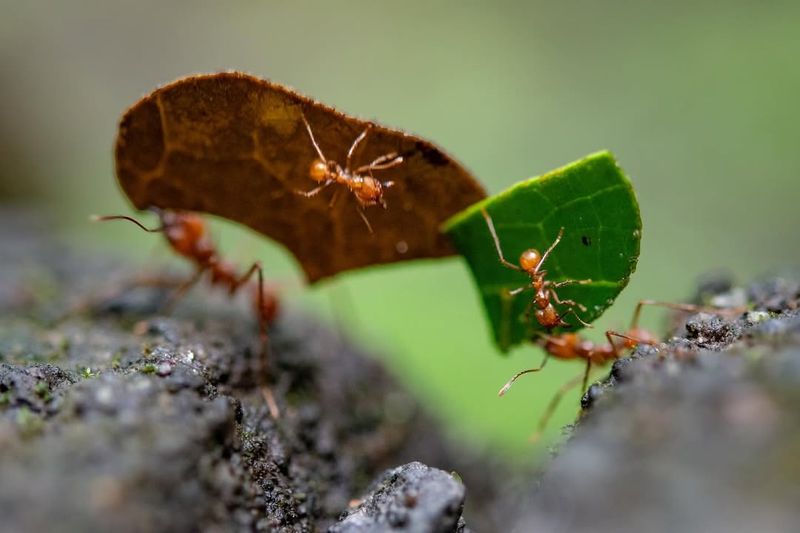 Leafcutter Ant