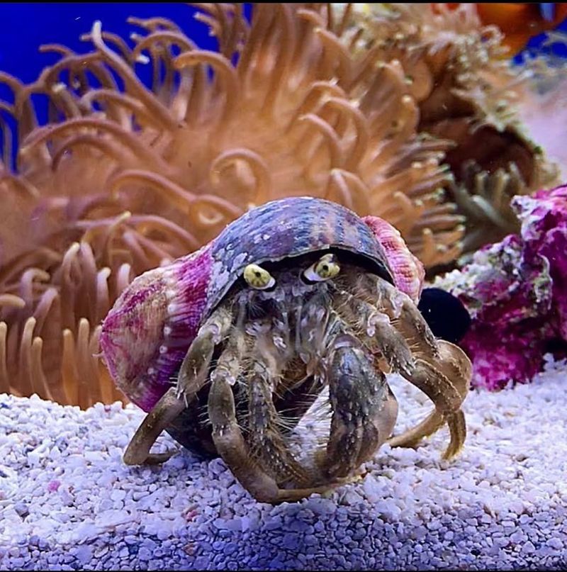 Hermit Crab And Sea Anemone