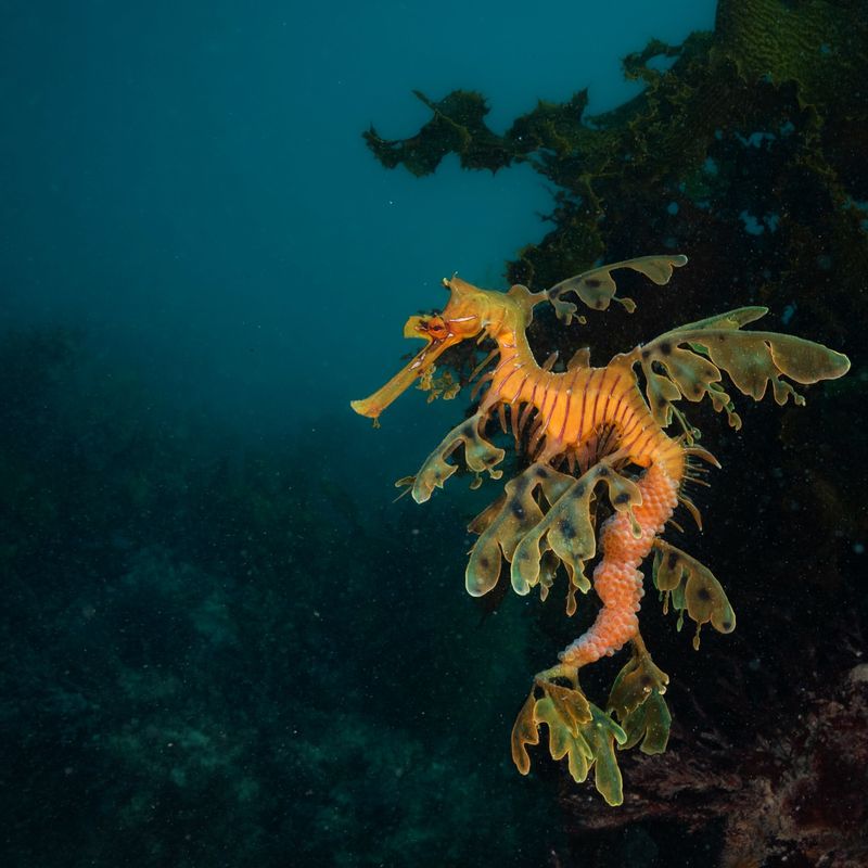 Leafy Sea Dragon