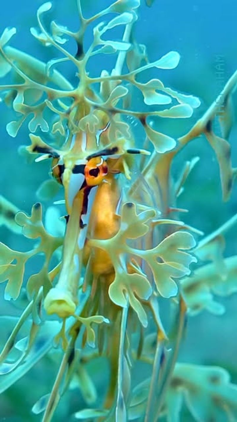 Leafy Seadragon