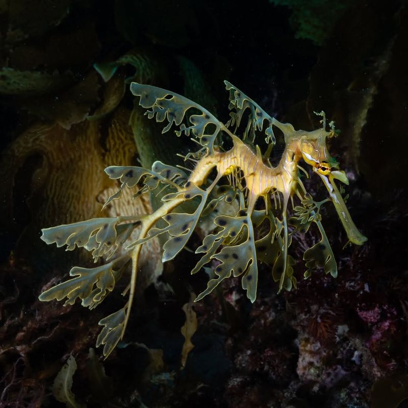 Leafy Seadragon