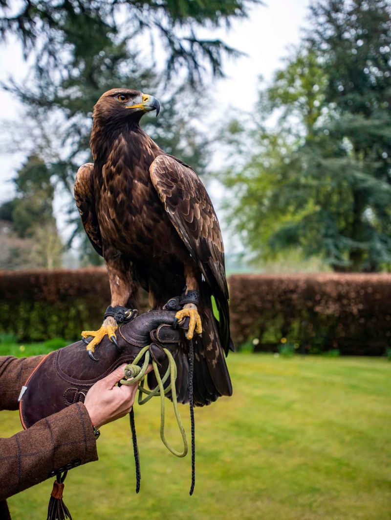 Learning Falconry In Scotland