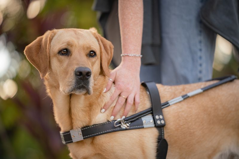 Leash and Harness Use