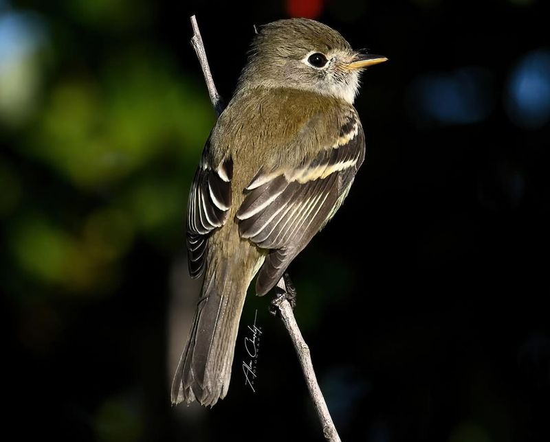 Least Flycatcher