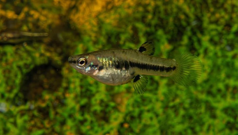 Least Killifish