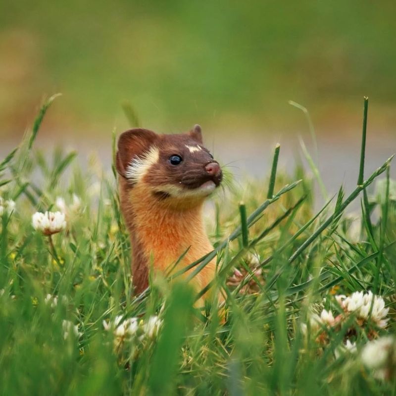 Least Weasel