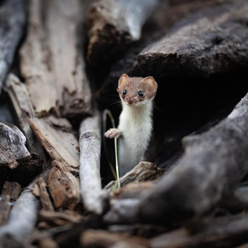 Least Weasel