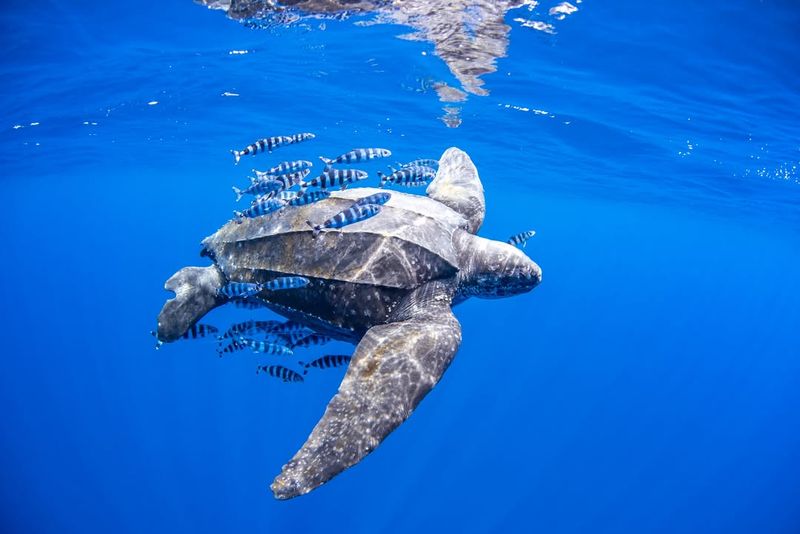 Leatherback Sea Turtle - California