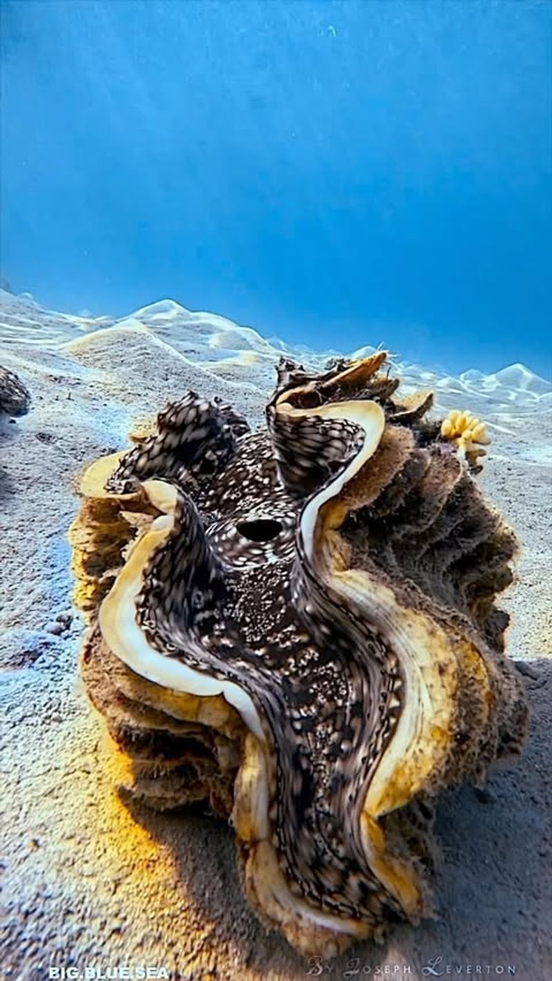 Giant Clam