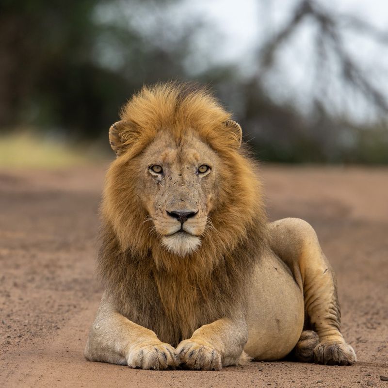 Legacy of the Mapogo Lions: How They Changed the Lion World Forever