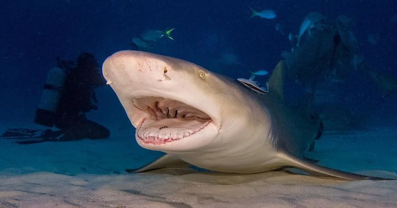 Lemon Shark