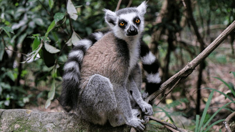 Lemur Adaptations to Madagascar