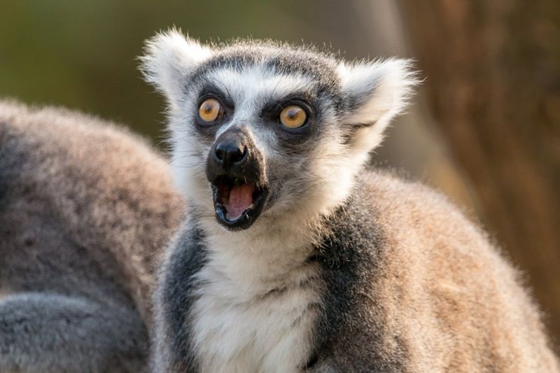 Lemur Communication