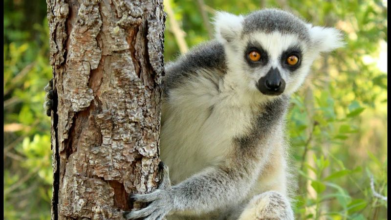 Lemur Conservation Challenges