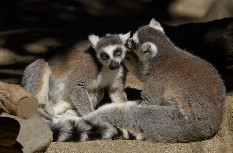 Lemur Lifespan and Longevity