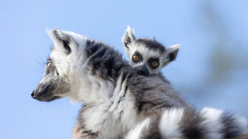 Lemur Reproduction and Parenting