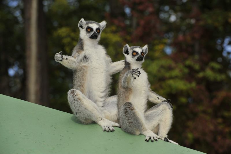 Lemur Seasonal Behaviors