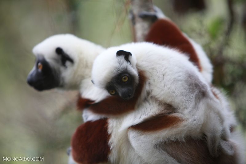 Lemur Species Diversity