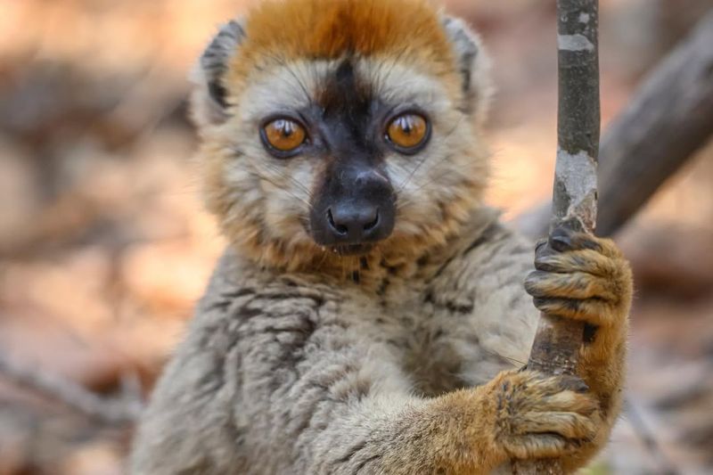 Lemur