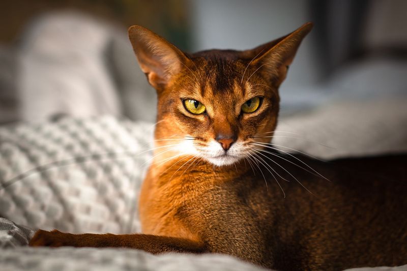 Leo: Abyssinian