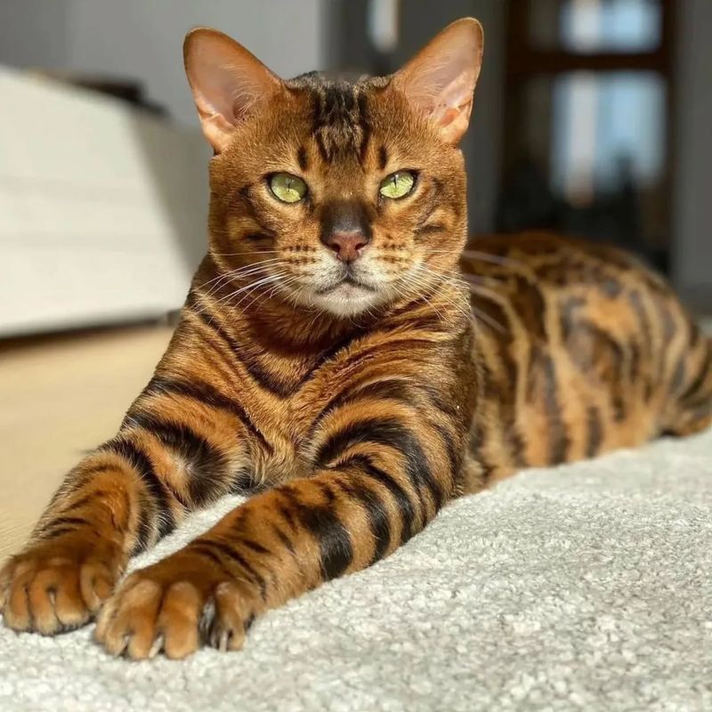 Leo - Bengal Cat