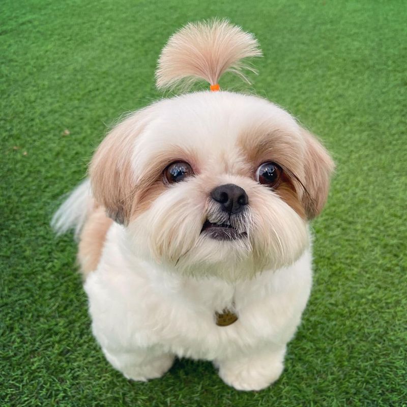 Leo: Shih Tzu