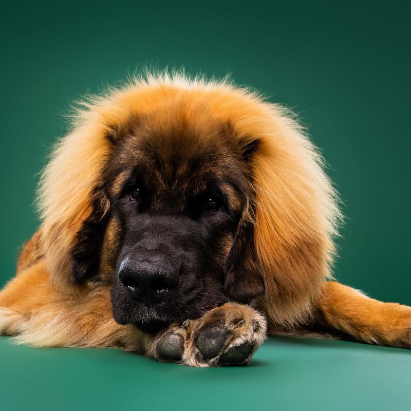 Leonberger